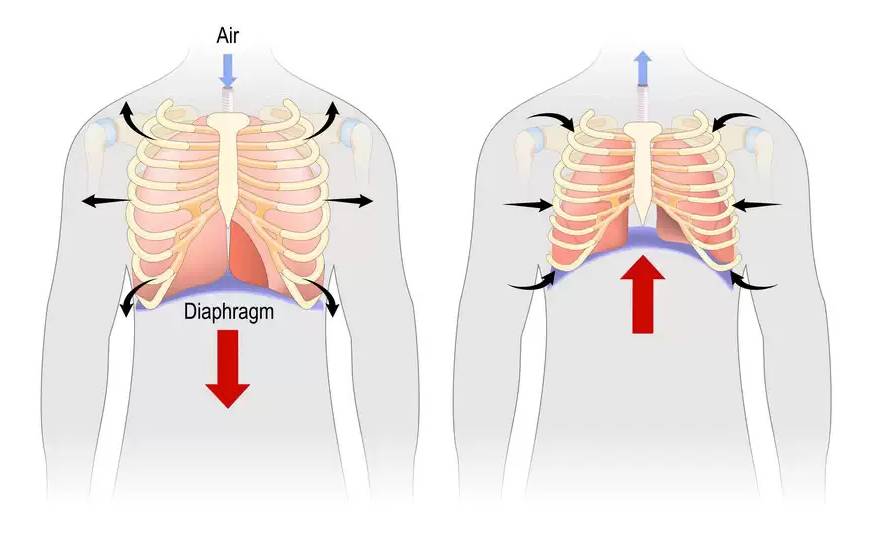 Image of the diaphragm while breathing in and breathing out.